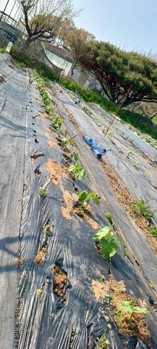 홍사용님의 기타작물 · 영농일지 작성글 사진