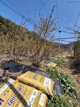 황인근님의 블루베리 · 영농일지 작성글 사진