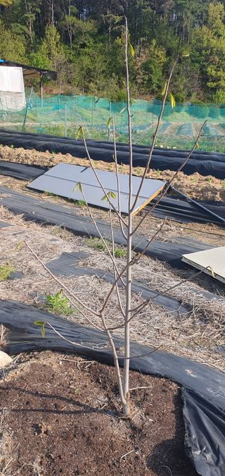 박상중님의 복숭아 · 영농일지 작성글 사진