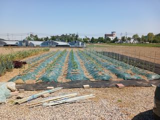 마늘11930님의 고추 · 영농일지 작성글 사진