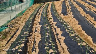 임일재님의 고구마 · 영농일지 작성글 사진