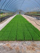 팜모닝 벼·영농일지 게시글 이미지