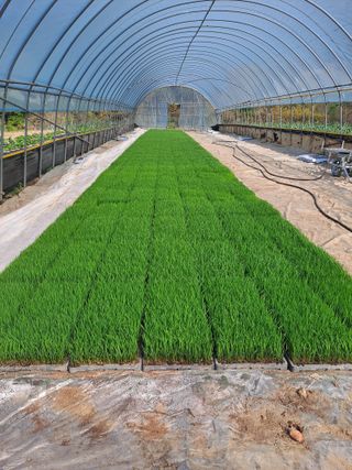 고군님의 벼 · 영농일지 작성글 사진