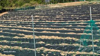 임일재님의 고구마 · 영농일지 작성글 사진