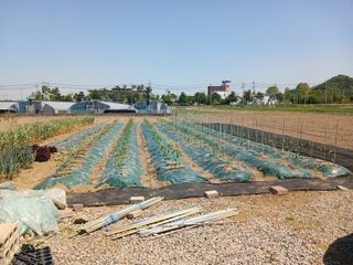 마늘11930님의 고추 · 영농일지 작성글 사진