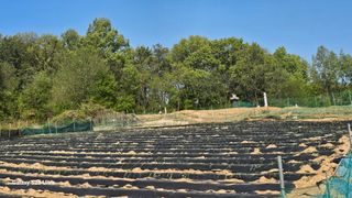 임일재님의 고구마 · 영농일지 작성글 사진