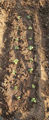 팜모닝 들깨·영농일지 게시글 이미지