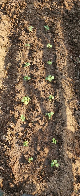 김윤오님의 들깨 · 영농일지 작성글 사진