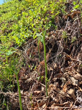 코지팜스테이님의 기타작물 · 영농일지 작성글 사진