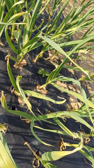 박순덕님의 양파 · 영농일지 작성글 사진