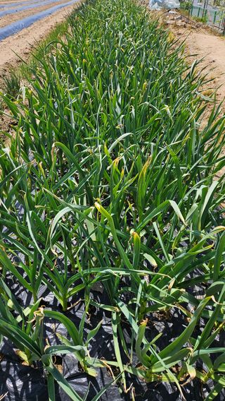 이순정님의 마늘 · 영농일지 작성글 사진