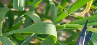 구춘봉님의 마늘 · 영농일지 작성글 사진