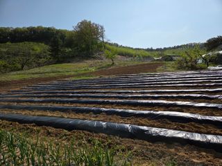 이기연님의 양배추 · 영농일지 작성글 사진