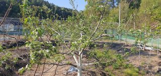 박상중님의 복숭아 · 영농일지 작성글 사진