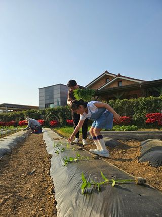 신득경님의 고추 · 영농일지 작성글 사진