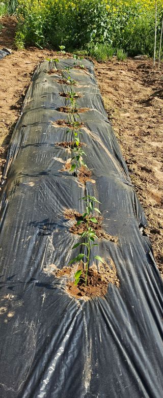 김윤오님의 고추 · 영농일지 작성글 사진