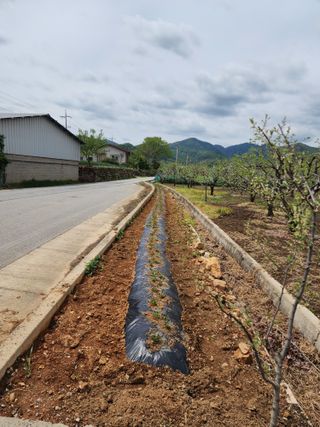 대운농원님의 기타작물 · 영농일지 작성글 사진