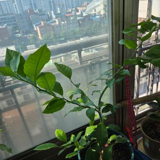 필라댄스농부님의 기타작물 · 영농일지 작성글 사진