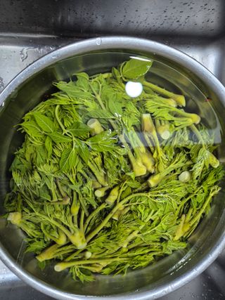 진문거사님의 기타작물 · 영농일지 작성글 사진