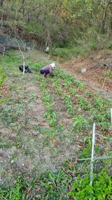 팜모닝 기타작물·영농일지 게시글 이미지