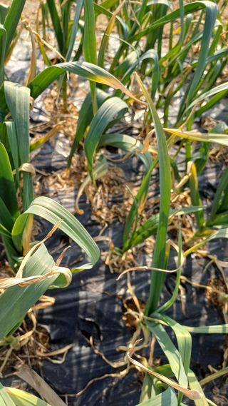 박순덕님의 양파 · 영농일지 작성글 사진