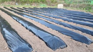 의성촌놈님의 기타작물 · 영농일지 작성글 사진