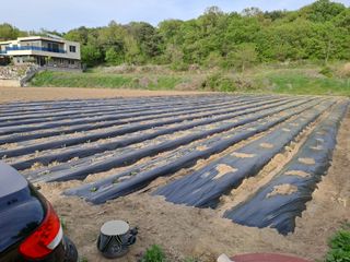 박ㅇ님의 배추 · 영농일지 작성글 사진