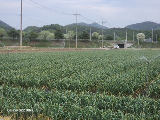 박종권님의 마늘 · 영농일지 작성글 사진