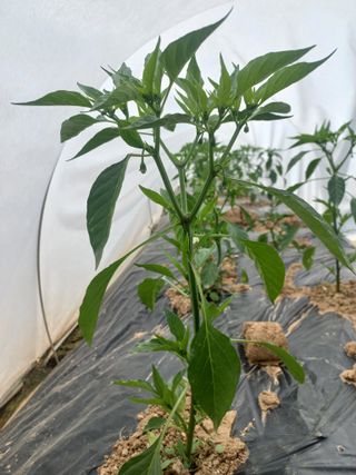 박린님의 고추 · 영농일지 작성글 사진