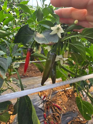 나주 박정화님의 고추 · 영농일지 작성글 사진