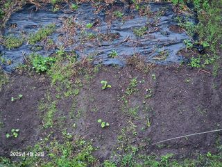 Captain김상곤님의 호박 · 영농일지 작성글 사진