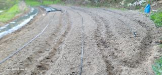 열정님의 고추 · 영농일지 작성글 사진