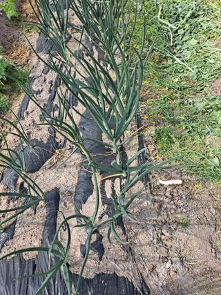 박미스터님의 마늘 · 영농일지 작성글 사진