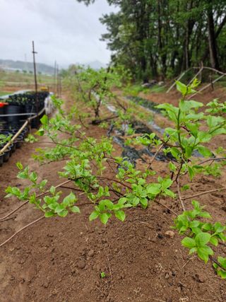 김영준님의 기타작물 · 영농일지 작성글 사진