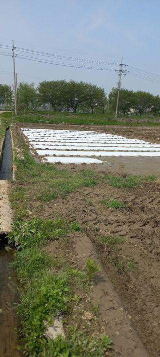 수원농군님의 고구마 · 영농일지 작성글 사진