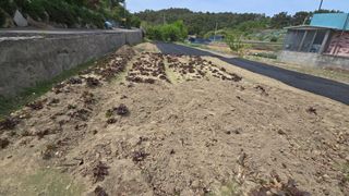 김영한님의 상추 · 영농일지 작성글 사진