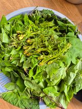 팜모닝 기타작물·영농일지 게시글 이미지