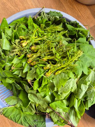 팜모닝회원류한배님의 기타작물 · 영농일지 작성글 사진