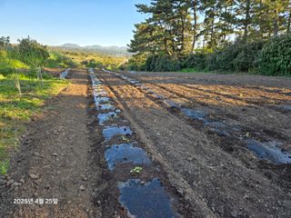 Captain김상곤님의 호박 · 영농일지 작성글 사진