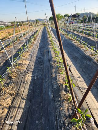 이봉한 님의 기타작물 · 영농일지 작성글 사진