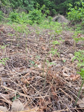 김옥조님의 기타작물 · 영농일지 작성글 사진