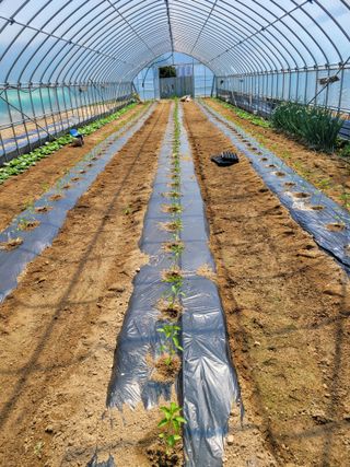 민원배님의 고추 · 영농일지 작성글 사진