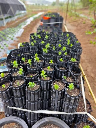 김영준님의 기타작물 · 영농일지 작성글 사진