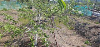 박상중님의 포도 · 영농일지 작성글 사진