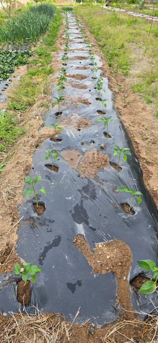 돌복숭아님의 기타작물 · 영농일지 작성글 사진