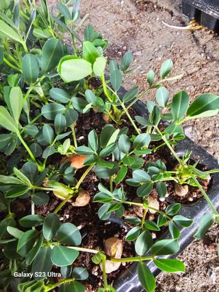 박명흠 님의 기타작물 · 영농일지 작성글 사진