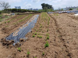 김영준님의 기타작물 · 영농일지 작성글 사진