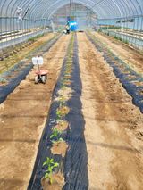 팜모닝 고추·영농일지 게시글 이미지