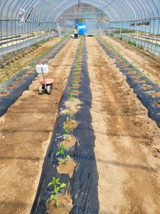 민원배님의 고추 · 영농일지 작성글 사진