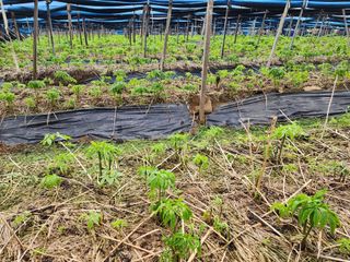 하늘아래삼 님의 기타작물 · 영농일지 작성글 사진